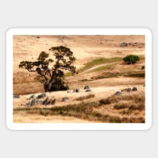 Australian Grassland Landscape Sticker